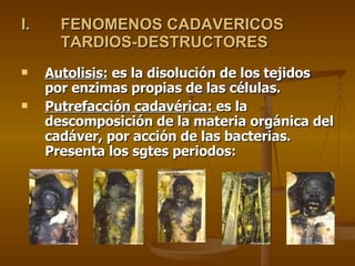 Autolisis:  es la disolución de los tejidos por enzimas propias de las células. Putrefacción cadavérica:  es la descomposición de la materia orgánica del cadáver, por acción de las bacterias. Presenta los sgtes periodos: FENOMENOS CADAVERICOS TARDIOS-DESTRUCTORES 
