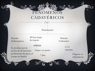 FENÓMENOS
CADAVÉRICOS
Putrefacción
Periodo
Enfisematoso
Se produce por la
acción de las bacterias
productoras de gases, el
cuerpo se hincha
empieza
48 hras luego
de muerte
Llega a su punto
7 días
Periodo
Colicuativo
2 a 4
semanas
Órganos se
reblandecen
 