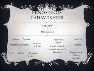 FENÓMENOS
CADAVÉRICOS
TARDIOS
Momificación
Natural
Ocurre en un medio
Seco Caliente Circulación
de aire
Aparece
6 meses
a 1 año
Artificial
Técnica
Fijación de
tejidos
Introducción de
material secante de
abdomen Taponamiento
orificios
naturales
 