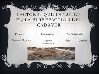 FACTORES QUE INFLUYEN
EN LA PUTREFACCIÓN DEL
CADÁVER
Presencia
Sustancia Orgánica
Intervención
Agentes
microbianos
Acción favorable
Física Química
 