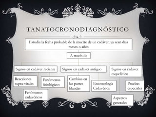 TANATOCRONODIAGNÓSTICO
Estudia la fecha probable de la muerte de un cadáver, ya sean días
meses o años
A través de
Signos en cadáver reciente
Reacciones
supra-vitales
Fenómenos
cadavéricos
Fenómenos
fisiológicos
Signos en cadáver antiguo Signos en cadáver
esquelético
Cambios en
las partes
blandas
Entomología
Cadavérica
Pruebas
especiales
Aspectos
generales
 