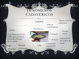 FENÓMENOS
CADAVÉRICOS
TARDIOS
Autolisis
Es la disolución de los
tejidos por enzimas o
Fermentos Propios
de las células
Sangre
Hemolisis
Encéfalo
Colicuación
Putrefacción
Primera
manifestación
Mancha verdosa
abdominal
24 horas
Veteado
venoso
48 horas
Visualización
red venosa de
la piel
4 días
Coloración o
negruzca del
cadáver
 