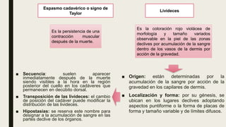 Espasmo cadavérico o signo de
Taylor
Livideces
Es la persistencia de una
contracción muscular
después de la muerte.
Es la coloración rojo violácea de
morfología y tamaño variados
observable en la piel de las zonas
declives por acumulación de la sangre
dentro de los vasos de la dermis por
acción de la gravedad.
■ Origen: están determinadas por la
acumulación de la sangre por acción de la
gravedad en los capilares de dermis.
■ Localización y forma: por su génesis, se
ubican en los lugares declives adoptando
aspectos puntiforme o la forma de placas de
forma y tamaño variable y de límites difusos.
■ Secuencia: suelen aparecer
inmediatamente después de la muerte
siendo visibles a la hora en la región
posterior del cuello en los cadáveres que
permanecen en decúbito dorsal.
■ Transposición de las livideces: el cambio
de posición del cadáver puede modificar la
distribución de las livideces.
■ Hipostasias: se reserva este nombre para
designar a la acumulación de sangre en las
partes declive de los órganos.
 
