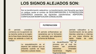 LOS SIGNOS ALEJADOS SON:
Son la transformación cadavérica. La transformación más frecuente que tiene
un cadáver recibe el nombre de DESCOMPOSICIÓN O PUTREFACCIÓN
CADAVÉRICA presentan las siguientes características: ADIPOCIRA,
CORIFICACION MOMIFICACIÓN CONGELACIÓN.
PUTREFACCION
El período cromático
comienza con la aparición de
la mancha verde en la región
de la fosa ilíaca derecha que
luego se extiende a todo el
cuerpo.
El período enfisematoso se
caracteriza por la formación
de vesículas que adquieren
la forma de flictenas
período colicuativo a la
transformación de las partes
blandas externas e internas
en una masa informe de
tejido friable de color
parduzco
La esqueletización es el
aspecto del cadáver que se
presenta cuando se haya
reducido a piezas óseas.
La decalcificación es el
proceso por el cual los
huesos van perdiendo
elementos minerales
haciéndose frágiles y
fragmentándose.
 