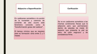 Adipocira o Saponificación Corificación
En cadáveres sometidos a la acción
de la humedad y carencia de
corriente de aire ocurre este
fenómeno conocido como la
"transformación grasa del cadáver".
El tiempo mínimo que se requiere
para su formación varía entre 2 y 3
meses
Se ve en cadáveres sometidos a las
mismas condiciones físicas que la
adipocira pero que permanecen
dentro de ataúdes de metal. El
aspecto que presenta la piel es
seco, de color negruzco y de
consistencia firme.
 
