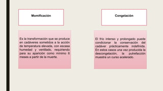 CongelaciónMomificación
Es la transformación que se produce
en cadáveres sometidos a la acción
de temperatura elevada, con escasa
humedad y ventilado, requiriendo
para su aparición como mínimo 6
meses a partir de la muerte.
El frío intenso y prolongado puede
condicionar la conservación del
cadáver prácticamente indefinida.
En estos casos una vez producida la
descongelación, la putrefacción
muestra un curso acelerado.
 
