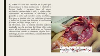 b) Tórax: Se hace una incisión en la piel que
transcurre por la línea media desde el esternón o
incluso desde el mentón, hasta el pubis,
reclinando a ambos lados la piel y el tejido celular
subcutáneo. Se desinserta la clavícula y se
procede al corte del esqueleto costal (costillas),
tras esto, se pueden observar pulmones, corazón
y todos los órganos que integran el mediastino
(tráquea, esófago, laringe, aorta…).
c) Abdomen. Con la misma incisión cutánea
realizada para la apertura del tórax, sólo resta
cortar el peritoneo para evidenciar los órganos
abdominales, donde se observan hígado, bazo,
estómago, riñones e intestinos, así como todos los
vasos sanguíneos.
 