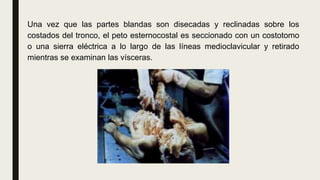 Una vez que las partes blandas son disecadas y reclinadas sobre los
costados del tronco, el peto esternocostal es seccionado con un costotomo
o una sierra eléctrica a lo largo de las líneas medioclavicular y retirado
mientras se examinan las vísceras.
 