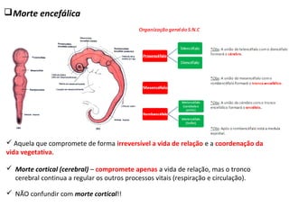  Aquela que compromete de forma irreversível a vida de relação e a coordenação da
vida vegetativa.
Morte encefálica
 NÃO confundir com morte cortical!!
 Morte cortical (cerebral) – compromete apenas a vida de relação, mas o tronco
cerebral continua a regular os outros processos vitais (respiração e circulação).
 
