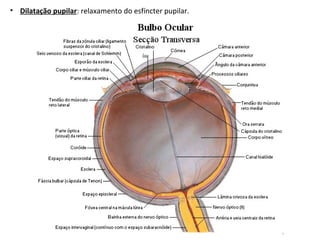 • Dilatação pupilar: relaxamento do esfíncter pupilar.
 