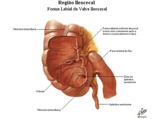 Mancha verde abdominal
 
