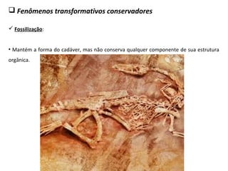  Fenômenos transformativos conservadores
 Fossilização:
• Mantém a forma do cadáver, mas não conserva qualquer componente de sua estrutura
orgânica.
 
