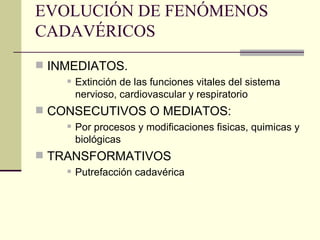 EVOLUCIÓN DE FENÓMENOS CADAVÉRICOS INMEDIATOS. Extinción de las funciones vitales del sistema nervioso, cardiovascular y respiratorio CONSECUTIVOS O MEDIATOS: Por procesos y modificaciones fisicas, quimicas y biológicas TRANSFORMATIVOS Putrefacción cadavérica 