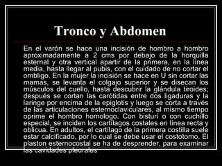 Tronco y Abdomen
En el varón se hace una incisión de hombro a hombro
aproximadamente a 2 cms por debajo de la horquilla
esternal y otra vertical apartir de la primera, en la línea
media, hasta llegar al pubis, con el cuidado de no cortar el
ombligo. En la mujer la incisión se hace en U sin cortar las
mamas, se levanta el colgajo superior y se disecan los
músculos del cuello, hasta descubrir la glándula tiroides;
después se cortan las carótidas entre dos ligaduras y la
laringe por encima de la epiglotis y luego se corta a través
de las articulaciones esternoclaviculares, al mismo tiempo
oprime el hombro homologo. Con bisturí o con cuchillo
especial, se inciden los cartílagos costales en línea recta y
oblicua. En adultos, el cartílago de la primera costilla suele
estar calcificado, por lo cual se debe usar el costotomo. El
plaston esternocostal se ha de desprender, para examinar
las cavidades pleurales
 
