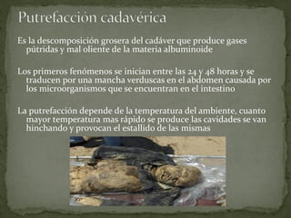 Es la descomposición grosera del cadáver que produce gases
pútridas y mal oliente de la materia albuminoide
Los primeros fenómenos se inician entre las 24 y 48 horas y se
traducen por una mancha verduscas en el abdomen causada por
los microorganismos que se encuentran en el intestino
La putrefacción depende de la temperatura del ambiente, cuanto
mayor temperatura mas rápido se produce las cavidades se van
hinchando y provocan el estallido de las mismas
 