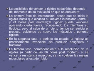La posibilidad de vencer la rigidez cadavérica depende del momento de su evolución en que se encuentre: La primera fase de instauración: desde que se inicia la rigidez hasta que alcanza su máxima intensidad (entre 3 y 24 horas post mortem);la rigidez puede vencerse aplicando cierta fuerza, recuperando los miembros su flacidez, pero al cabo de un cierto tiempo se reinicia el proceso, volviendo de nuevo los músculos a ponerse rígidos.  En la segunda fase, o perlado de estado: la rigidez es prácticamente invencible sin producir desgarros o fracturas.  La tercera fase, correspondiente a la resolución de la rigidez (a partir de las 36 horas post mortem), si se vence la resistencia muscular, ya no vuelven las masas musculares al estado rígido.  
