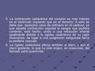 5. La contracción cadavérica del corazón es mas intensa en el ventrículo izquierdo que en el derecho. A esto se debe que  aparezca vacio de ordinario en el cadáver, ya que aquella contracción expulsa la sangre que pudiera contener; este hecho, unido a una retracción arterial igualmente debida a la rigidez cadavérica de su capa musculosa, da lugar a una progresión sanguinea hacia la periferia vascular.  6. La rigidez cadavérica afecta también el útero, y aun el útero gestante, lo que ha sido origen, en ocasiones, del llamado parto posmortal.  