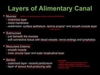 Layers of Alimentary Canal
• Mucosa
- innermost layer
- moist membrane
- subdivision: surface epithelium, lamina propria* and smooth muscle layer
• Submucosa
- just beneath the mucosa
- soft connective tissue with blood vessels, nerve endings and lymphatics
• Muscularis Externa
- smooth muscle
- inner circular layer and outer longitudinal layer
• Serosa
- outermost layer: visceral peritoneum
- layer of serous fluid-producing cells
connective tissue
epithelium is mostly simple columnar; friction resisting stratified epithelium
PERITONEUM
- visceral - covers the external surfaces of most
abdominal organs including the intestinal tract
- parietal - lines the inside of the abdomen and pelvis
(peritoneal cavity)
 