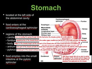 Stomach
• located at the left side of
the abdominal cavity
• food enters at the
cardioesophageal sphincter
• regions of the stomach
- cardia
- fundus
- body
- antrum
- pylorus
• food empties into the small
intestine at the pyloric
sphincter
area surrounding the opening through which the food enters the stomach; contains the cardiac sphincter
expanded portion of the stomach lateral to the cardiac region; rounded area that lies left to the cardia and below the diaphragm
midpart of the stomach; largest and the main part of the stomach where the food is mixed and starts to breakdown
lower part of the stomach and holds the broken down food until it is ready to be released to the small int.; A.K.A. pyloric antrum
terminal part of the stomach continuous to the small intestine through the pyloric sphincter
thick ring of muscle that acts as valve to control
the emptying of the stomach contents (chyme) into
the duodenum; also prevents the contents of the
duodenum from going back into the stomach
 