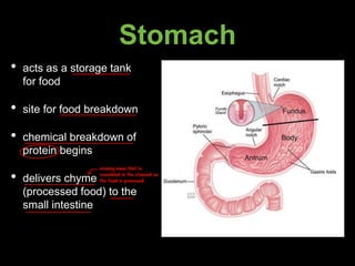 Stomach
• acts as a storage tank
for food
• site for food breakdown
• chemical breakdown of
protein begins
• delivers chyme
(processed food) to the
small intestine
creamy mass that is
resembled in the stomach as
the food is processed
W
 