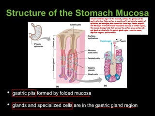 Structure of the Stomach Mucosa
• gastric pits formed by folded mucosa
• glands and specialized cells are in the gastric gland region
mucous membrane layer of the stomach; contains the glands and the
gastric pits; 1mm thick; surface is smooth, soft, and velvety; consists of
epithelium, an underlying loose connective tissue layer (lamina propria),
and thin layer of smooth muscle (muscularis mucosa); in certain regions,
the mucosa develops folds that increase the surface area; certain cells
and glands are located in the gastric gland region - secrete mucus,
digestive enzymes, and hormones
 