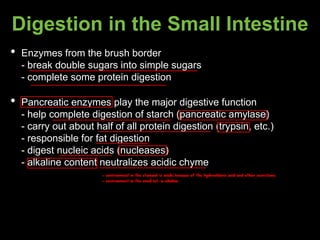 Digestion in the Small Intestine
• Enzymes from the brush border
- break double sugars into simple sugars
- complete some protein digestion
• Pancreatic enzymes play the major digestive function
- help complete digestion of starch (pancreatic amylase)
- carry out about half of all protein digestion (trypsin, etc.)
- responsible for fat digestion
- digest nucleic acids (nucleases)
- alkaline content neutralizes acidic chyme
- environment in the stomach is acidic because of the hydrochloric acid and other secretions
- environment in the small int. is alkaline
 