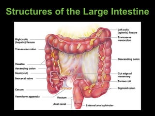 Structures of the Large Intestine
 