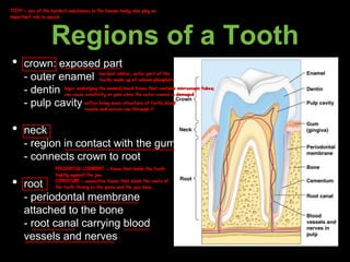 Regions of a Tooth
• crown: exposed part
- outer enamel
- dentin
- pulp cavity
• neck
- region in contact with the gum
- connects crown to root
• root
- periodontal membrane
attached to the bone
- root canal carrying blood
vessels and nerves
TEETH - one of the hardest substances in the human body; also play an
important role in speech
hardest whiter, outer part of the
tooth; made up of calcium phosphate
layer underlying the enamel; hard tissue that contains microscopic tubes;
can cause sensitivity or pain when the outer enamel is damaged
softer living inner structure of teeth; blood
vessels and nerves run through it
PERIDONTAL LIGAMENT - tissue that holds the teeth
tightly against the jaw
CEMENTUM - connective tissue that binds the roots of
the teeth firmly to the gums and the jaw bone
 