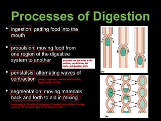 Processes of Digestion
• ingestion: getting food into the
mouth
• propulsion: moving food from
one region of the digestive
system to another
• peristalsis: alternating waves of
contraction
• segmentation: moving materials
back and forth to aid in mixing
pharynx, esophagus, stomach, small intestine,
large intestine, rectum
peristalsis can also occur in the
ureters, vas deferens, bile
ducts, and glandular ducts
occurs mainly in the small int. and consists of localized contractions of circular
muscles of the muscularis layer of the alimentary canal
 