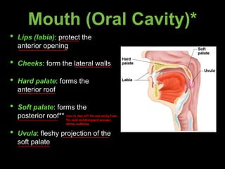 Mouth (Oral Cavity)*
• Lips (labia): protect the
anterior opening
• Cheeks: form the lateral walls
• Hard palate: forms the
anterior roof
• Soft palate: forms the
posterior roof**
• Uvula: fleshy projection of the
soft palate
rises to close off the oral cavity from
the nasal and pharyngeal passages
during swallowing
 