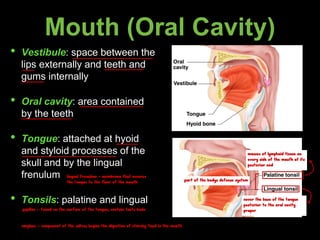 Mouth (Oral Cavity)
• Vestibule: space between the
lips externally and teeth and
gums internally
• Oral cavity: area contained
by the teeth
• Tongue: attached at hyoid
and styloid processes of the
skull and by the lingual
frenulum
• Tonsils: palatine and lingual
lingual frenulum - membrane that secures
the tongue to the floor of the mouth
papillae - found on the surface of the tongue; contain taste buds
masses of lymphoid tissue on
every side of the mouth at its
posterior end
cover the base of the tongue
posterior to the oral cavity
proper
part of the bodys defense system
amylase - component of the saliva; begins the digestion of starchy food in the mouth
X
L
 