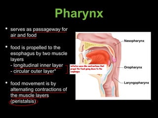 Pharynx
• serves as passageway for
air and food
• food is propelled to the
esophagus by two muscle
layers
- longitudinal inner layer
- circular outer layer*
• food movement is by
alternating contractions of
the muscle layers
(peristalsis)
initiates wave-like contractions that
propel the food going down to the
esophagus
 
