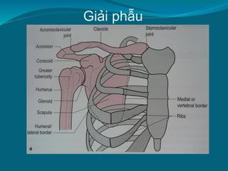 Giải phẫu
 