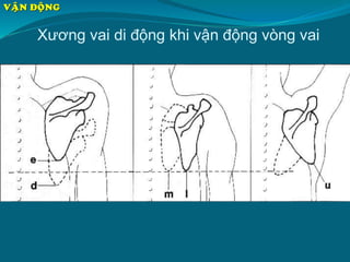 Xương vai di động khi vận động vòng vai
VAÄN ÑOÄNG
 