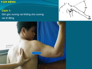 Cách 1:
Giữ góc xương vai không cho xương
vai di động
VAÄN ÑOÄNG
 