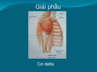 Giải phẫu
Cơ delta
 