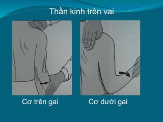 Thần kinh trên vai
Cơ trên gai Cơ dưới gai
 