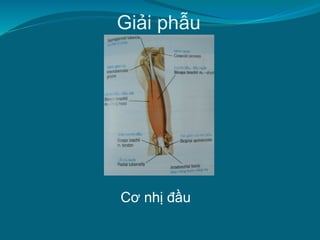 Giải phẫu
Cơ nhị đầu
 