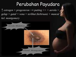 Perubahan Payudara
↑ estrogen + progesteron → putting >> + aerola >
gelap + gatal + vena > terlihat (kebiruan) + muncul
kel. montgomery
 