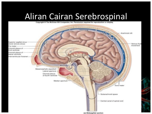 Peningkatan Tekanan IntraCranial