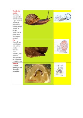 Tentáculo
ocelar
Consisten en
una serie de
ramificacione
s que salen de
la cabeza
del caracol.
Generalmente
al final de
dichos
tentáculos se
encuentran
los ojos del
caracol.
Pie
Musculo que
permite que
este animal
pueda
moverse
hacia
adelante, tras
realizar
movimientos
de expansión
y contracción
Rádula
Lengua
raspadora que
tienen los
caracoles.
 
