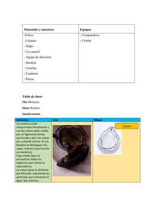 Materiales y muestras Equipos
-Esfero
- Calamar
- Pulpo
- Un caracol
- Agujas de disección
- Bandeja
- Conchas
- Cuaderno
- Pinzas
- Computadora
- Celular
Tabla de datos
Filo: Moluscos
Clase: Bivalvos
Concha común
Definición Foto Dibujo
Los bivalvos están
comprimidos literalmente y
sus dos valvas están unidas
por un ligamento dorsal,
que tiende a abrir las valvas
por su borde ventral. En los
bivalvos se distinguen tres
capas: interna (cuya función
es mecánica),
Capa media (aquí se
encuentran todos los
órganos) y por último la
capa externa.
La mayor parte se alimenta
por filtración reteniendo las
partículas que transporta el
agua. Son marinos.
Concha
 