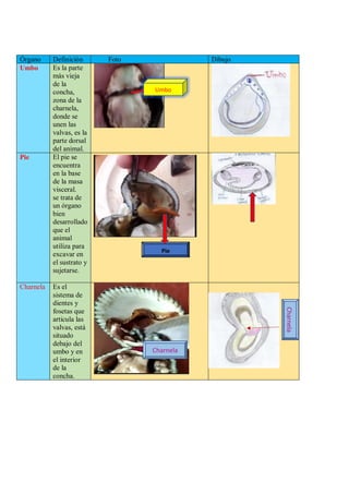 Órgano Definición Foto Dibujo
Umbo Es la parte
más vieja
de la
concha,
zona de la
charnela,
donde se
unen las
valvas, es la
parte dorsal
del animal.
Pie El pie se
encuentra
en la base
de la masa
visceral.
se trata de
un órgano
bien
desarrollado
que el
animal
utiliza para
excavar en
el sustrato y
sujetarse.
Charnela Es el
sistema de
dientes y
fosetas que
articula las
valvas, está
situado
debajo del
umbo y en
el interior
de la
concha.
Umbo
Pie
Charnela
Charnela
 