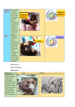 Músculo
aductor
Su función
es abrir y
cerrar las
dos valvas
del animal.
Cuando
estos
músculos se
contraen las
valvas se
cierran y,
cuando se
relajan, las
valvas se
abren.
Sifón Embudo
muscular
que
comunica el
exterior con
la cavidad
paleal. El
agua entra
en la
cavidad por
el sifón
inhalante y
sale de ella
por el sifón
exhalante.
Filo: Moluscos
Clase: Cefalópodos
Pulpo común
Definición
Pertenecen al
orden Octopoda
Tienen una
cabeza bien
desarrollada de la
que salen varios
tentáculos. El pie
es una especie de
sifón capaz de
expulsar agua a
presión, con la
que se desplazan.
Foto Dibujo
Músculo
aductor
Sifón
Músculo
aductor
Sifón
 