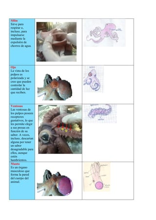 Sifón
Sirve para
respirar o,
incluso, para
impulsarse
mediante la
expulsión de
chorros de agua.
Ojo
La vista de los
pulpos es
polarizada y se
cree que pueden
controlar la
cantidad de luz
que reciben.
Ventosas
Las ventosas de
los pulpos poseen
receptores
gustativos, lo que
les permite elegir
a sus presas en
función de su
sabor. A veces,
incluso, descartan
alguna por tener
un sabor
desagradable para
ellos, aunque
estén
hambrientos.
Manto
Es un órgano
musculoso que
forma la pared
del cuerpo del
animal.
 