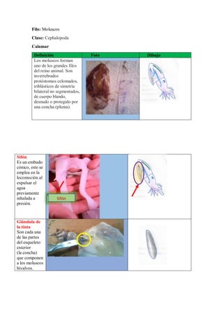 Filo: Moluscos
Clase: Cephalopoda
Calamar
Definición Foto Dibujo
Los moluscos forman
uno de los grandes filos
del reino animal. Son
invertebrados
protóstomos celomados,
triblásticos de simetría
bilateral no segmentados,
de cuerpo blando,
desnudo o protegido por
una concha (pluma).
Sifón
Es un embudo
cónico, este se
emplea en la
locomoción al
expulsar el
agua
previamente
inhalada a
presión.
Glándula de
la tinta
Son cada una
de las partes
del esqueleto
exterior
(la concha)
que componen
a los moluscos
bivalvos.
Sifón
 