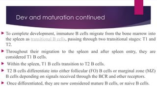 T AND B CELL DEVELOPMENT MEDICAL SCHOOL.pptx