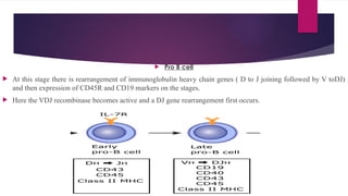 T AND B CELL DEVELOPMENT MEDICAL SCHOOL.pptx