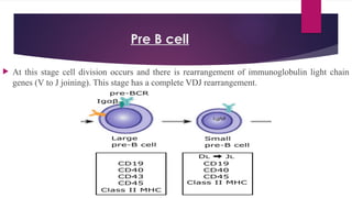 T AND B CELL DEVELOPMENT MEDICAL SCHOOL.pptx