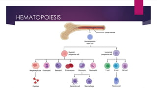 T AND B CELL DEVELOPMENT MEDICAL SCHOOL.pptx